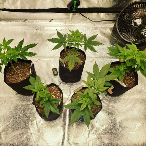 Gelato #2 growlog photo: The Bigger ones