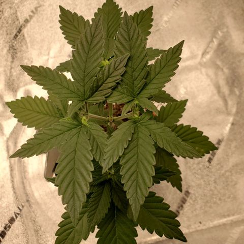 Purple Kush #2 growlog timeline photo