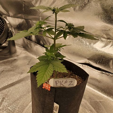 Purple Kush #2 growlog timeline photo