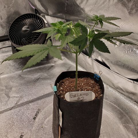 Gelato #2 growlog timeline photo