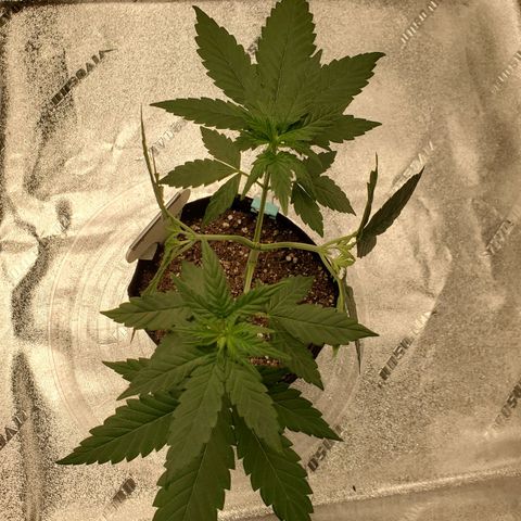 Gelato #2 growlog timeline photo