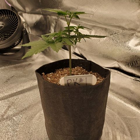 Purple Kush #1 growlog timeline photo