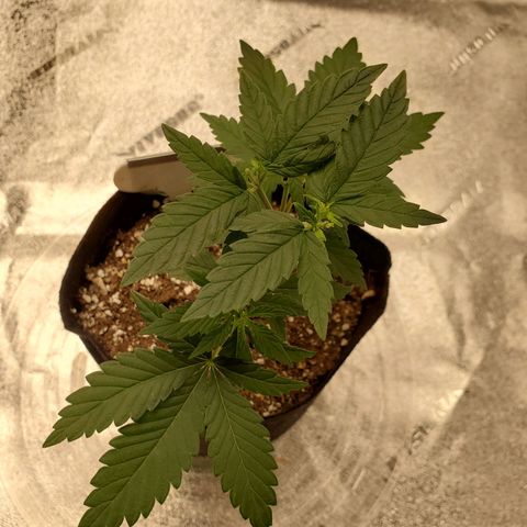 Purple Kush #1 growlog timeline photo