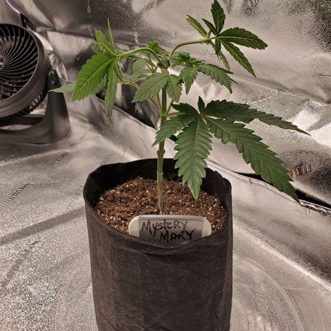 Mystery Mary  growlog timeline photo