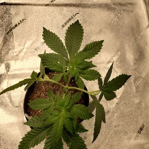 Mystery Mary  growlog timeline photo