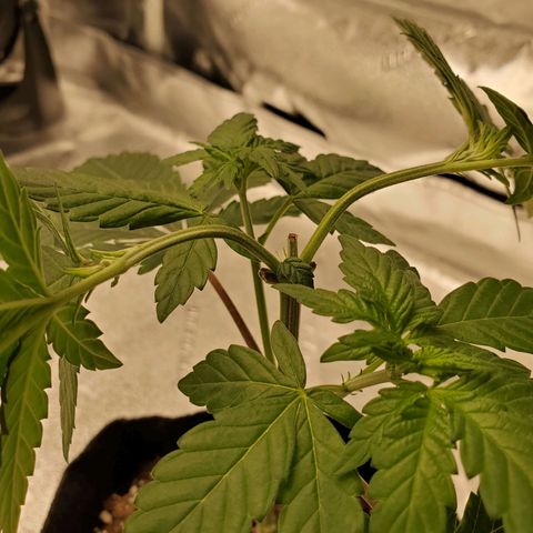 Mystery Mary  growlog timeline photo