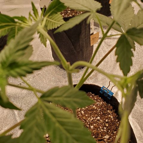 Gelato #2 growlog timeline photo