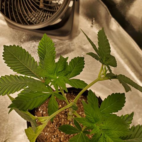 Mystery Mary  growlog timeline photo