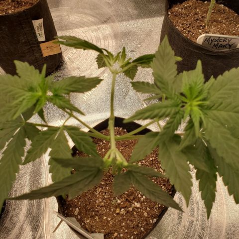 Gelato #2 growlog timeline photo