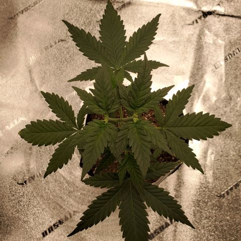 Gelato #1  growlog timeline photo