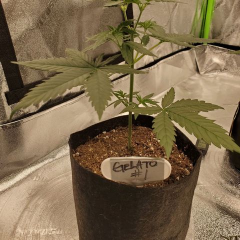Gelato #1  growlog timeline photo