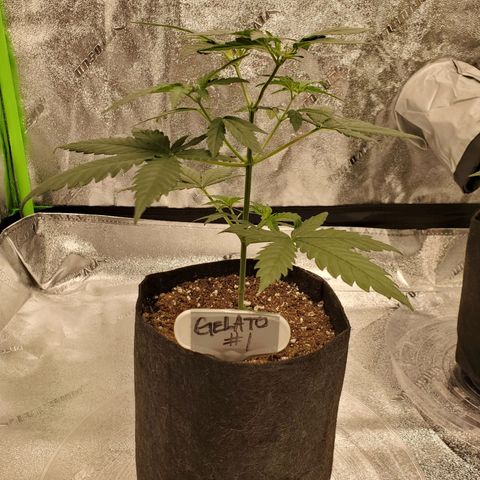 Gelato #1  growlog timeline photo