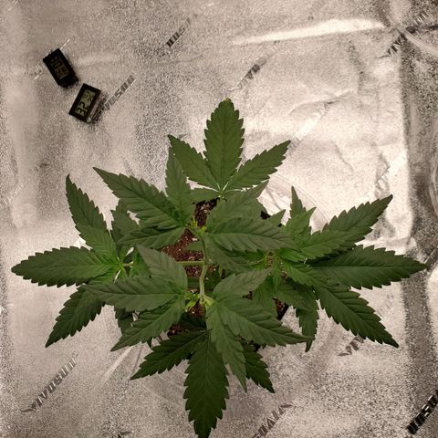 Gelato #1  growlog timeline photo