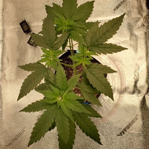 Gelato #2 growlog timeline photo