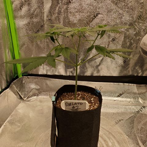 Gelato #2 growlog timeline photo