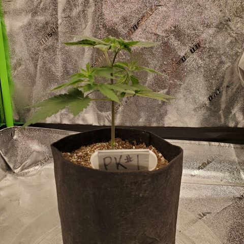 Purple Kush #1 growlog timeline photo