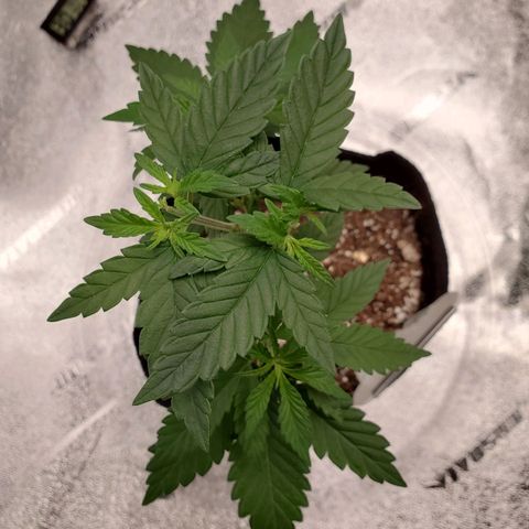 Purple Kush #1 growlog timeline photo