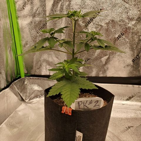 Purple Kush #2 growlog timeline photo