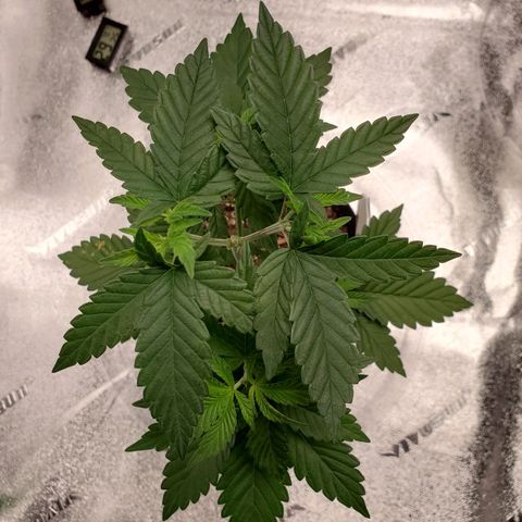 Purple Kush #2 growlog timeline photo
