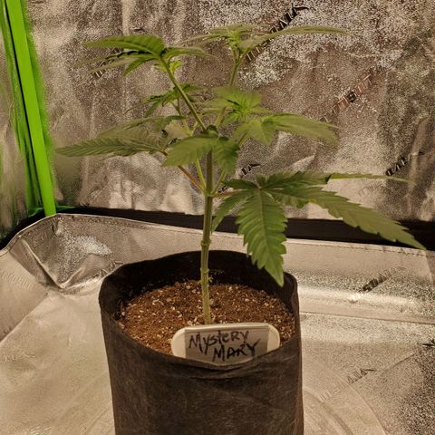 Mystery Mary  growlog timeline photo