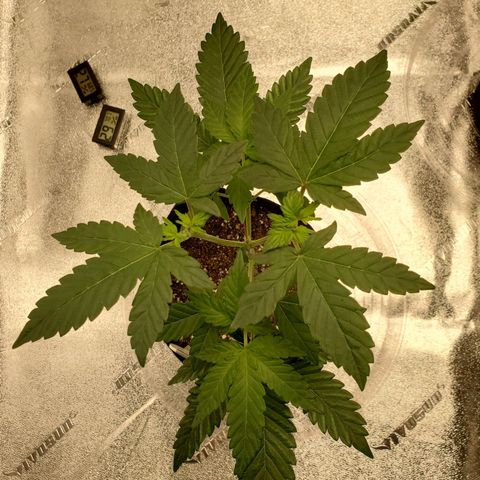 Mystery Mary  growlog timeline photo