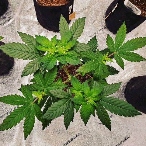 Gelato #2 growlog photo: Random Pics from The Grizzly Bear"s Garden 