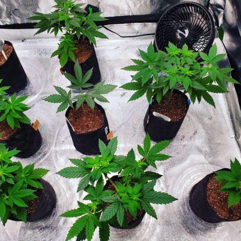 Gelato #2 growlog photo: Random Pics from The Grizzly Bear"s Garden 