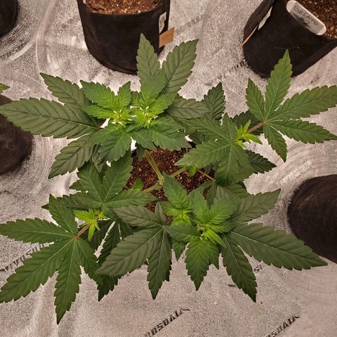 Gelato #2 growlog photo: Random Pics from The Grizzly Bear"s Garden 