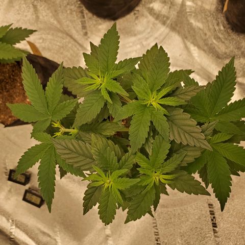 Gelato #2 growlog photo: Random Pics from The Grizzly Bear"s Garden 