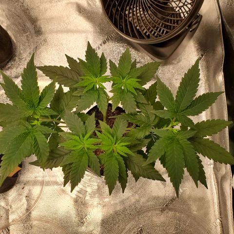 Gelato #2 growlog photo: Random Pics from The Grizzly Bear"s Garden 