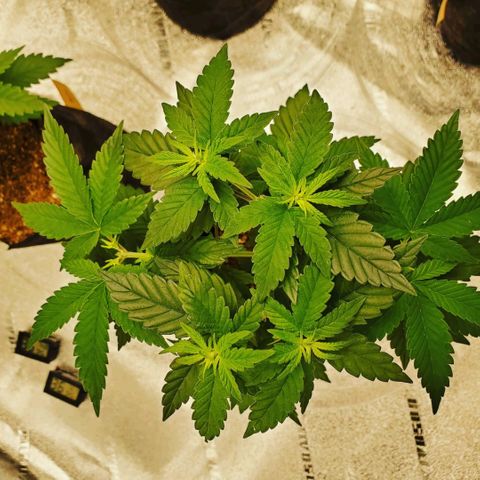 Gelato #2 growlog photo: Random Pics from The Grizzly Bear"s Garden 
