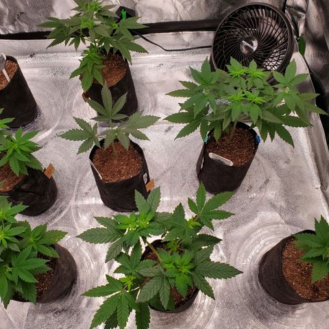 Gelato #2 growlog photo: Random Pics from The Grizzly Bear"s Garden 