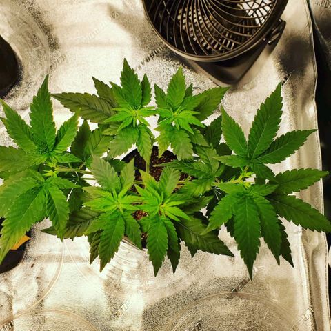 Gelato #2 growlog photo: Random Pics from The Grizzly Bear"s Garden 