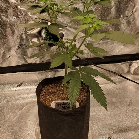 Mystery Mary  growlog timeline photo