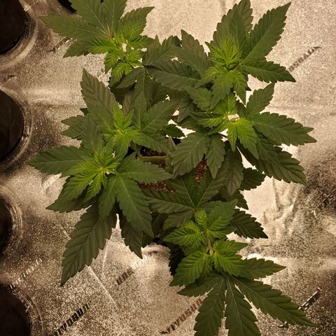 Mystery Mary  growlog timeline photo