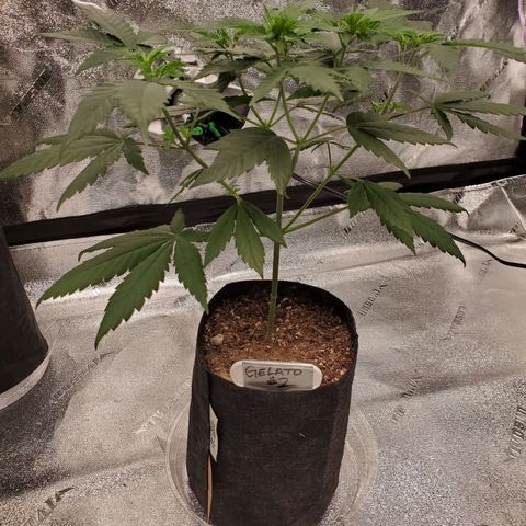 Gelato #2 growlog timeline photo