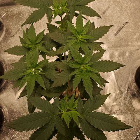 Gelato #2 growlog timeline photo