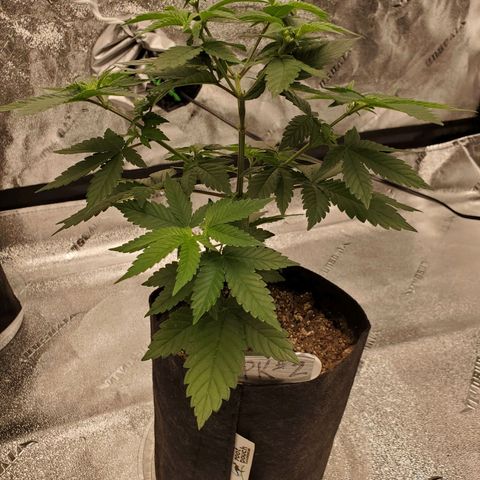 Purple Kush #2 growlog timeline photo