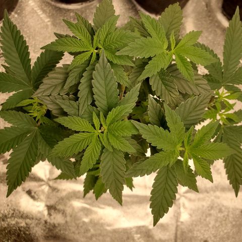 Purple Kush #2 growlog timeline photo