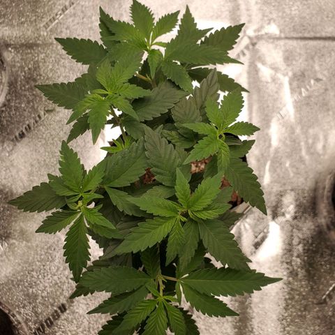 Purple Kush #1 growlog timeline photo