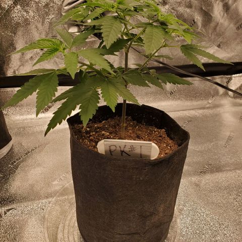 Purple Kush #1 growlog timeline photo