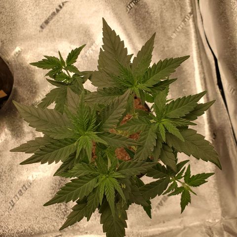 Gelato #1  growlog timeline photo