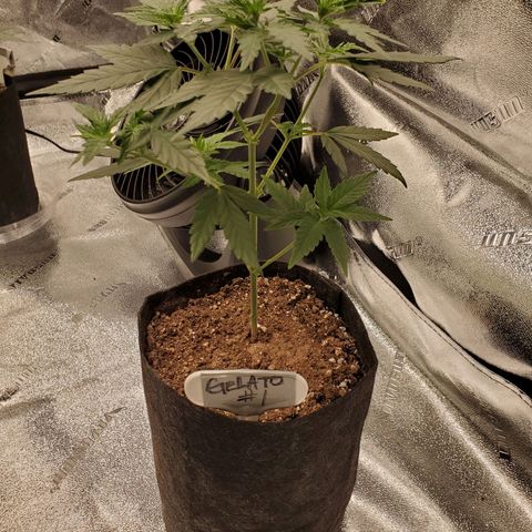 Gelato #1  growlog timeline photo