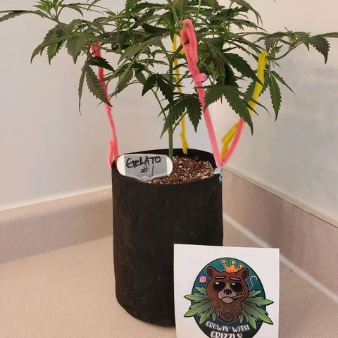 Gelato #1  growlog timeline photo