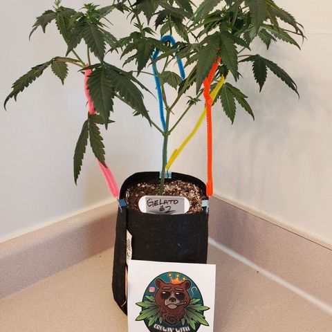 Gelato #2 growlog timeline photo