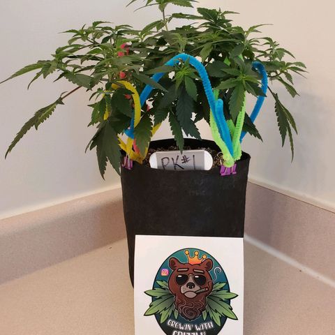 Purple Kush #1 growlog timeline photo
