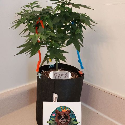 Purple Kush #2 growlog timeline photo