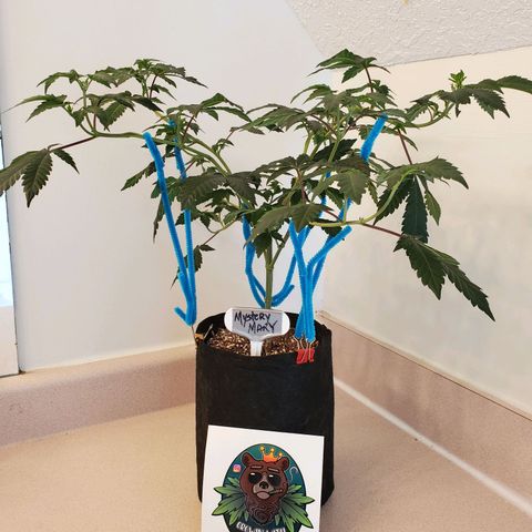 Mystery Mary  growlog timeline photo