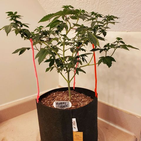 Mystery Mary  growlog timeline photo