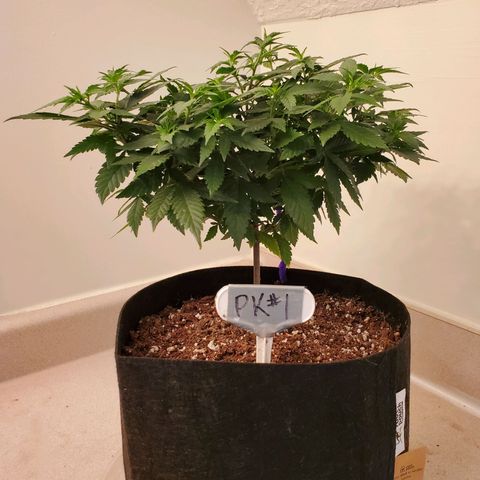 Purple Kush #1 growlog timeline photo
